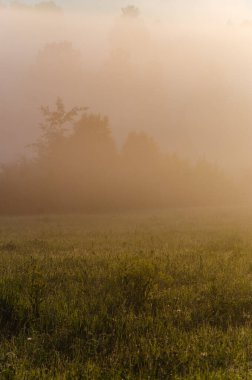 Sabahın köründe, şafakta. Yeşil bir orman üzerinde yoğun mistik sis. Sulu ot.