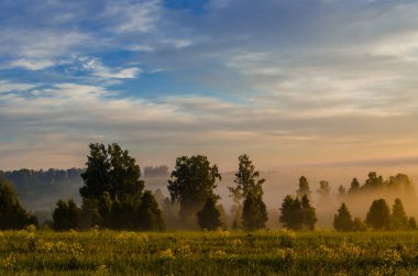 Sabahın köründe, şafakta. Yeşil bir orman üzerinde yoğun mistik sis. Sulu ot.