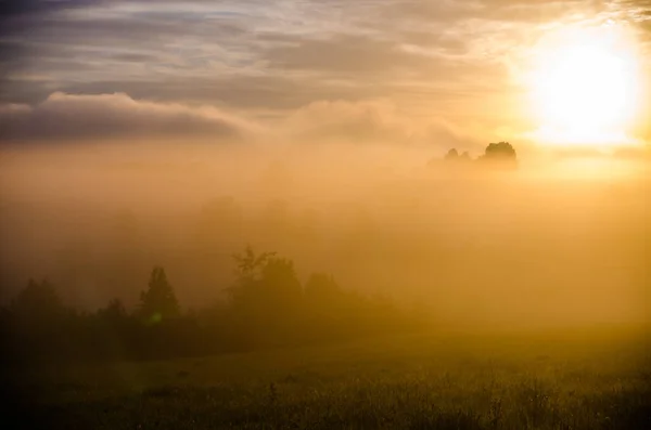 Frühmorgens Morgengrauen Dichter Mystischer Nebel Über Einem Grünen Wald Saftiges — Stockfoto