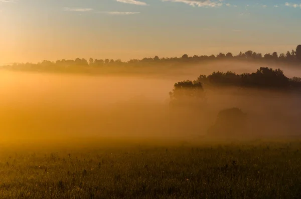 Frühmorgens Morgengrauen Dichter Mystischer Nebel Über Einem Grünen Wald Saftiges — Stockfoto