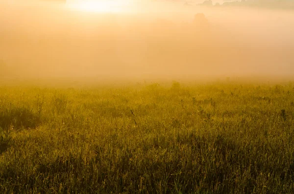 Manhã Cedo Madrugada Nevoeiro Místico Espesso Sobre Uma Floresta Verde — Fotografia de Stock