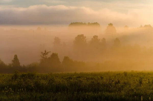 Manhã Cedo Madrugada Nevoeiro Místico Espesso Sobre Uma Floresta Verde Imagens Royalty-Free