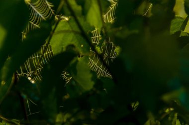 Güneş ışınları huş yapraklarını delip geçiyor. Yoğun sabah sisi.