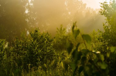 Güneş ışınları huş yapraklarını delip geçiyor. Yoğun sabah sisi.