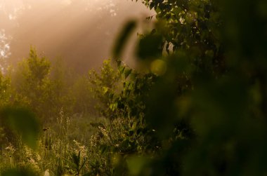 Güneş ışınları huş yapraklarını delip geçiyor. Yoğun sabah sisi.