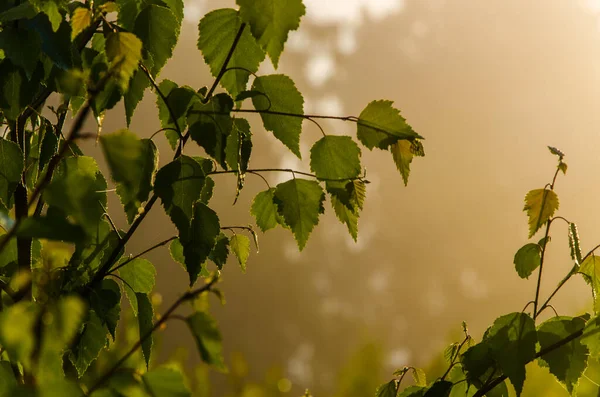 Sun Rays Break Birch Leaves Thick Morning Fog — Stock Photo, Image