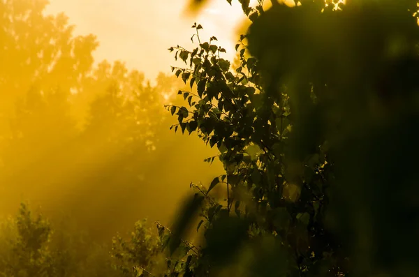 the sun\'s rays break through the birch leaves. Thick morning fog.