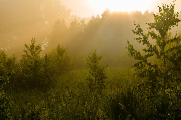 Early in the morning, at dawn. Thick mystical fog over a green forest. Juicy grass.
