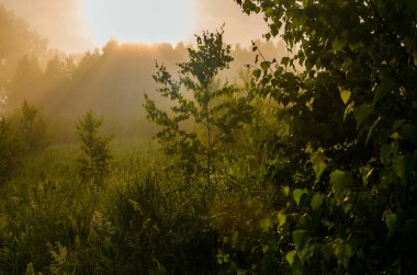 Sabahın köründe, şafakta. Yeşil bir orman üzerinde yoğun mistik sis. Sulu ot.