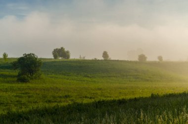 Sabahın köründe, şafakta. Yeşil bir orman üzerinde yoğun mistik sis. Sulu ot.