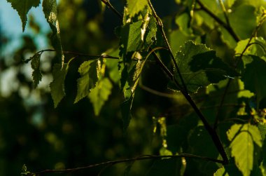 Güneş ışınları huş yapraklarını delip geçiyor. Yoğun sabah sisi.