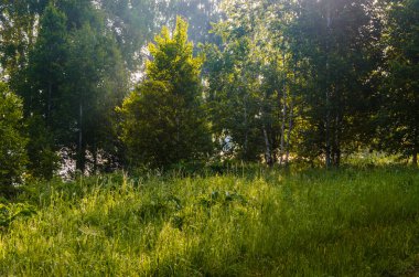 Sabahın köründe, şafakta. Yeşil bir orman üzerinde yoğun mistik sis. Sulu ot.