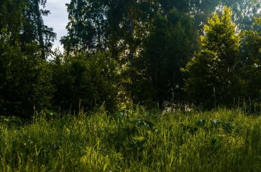 Sabahın köründe, şafakta. Yeşil bir orman üzerinde yoğun mistik sis. Sulu ot.