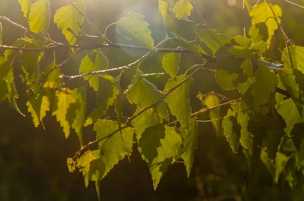 Solstrålarna Bryter Igenom Björkbladen Tjock Morgondimma — Stockfoto