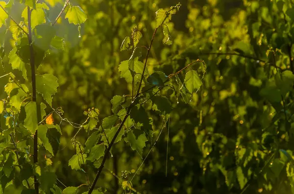 Raggi Del Sole Sfondano Foglie Betulla Nebbia Mattutina Densa — Foto Stock