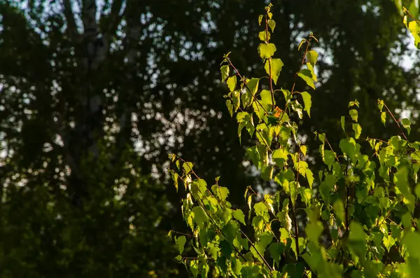 阳光穿过桦树叶时发出的光芒 厚厚的晨雾 — 图库照片