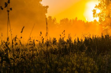 Sabahın köründe, şafakta. Yeşil bir orman üzerinde yoğun mistik sis. Sulu ot.