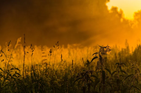 Manhã Cedo Madrugada Nevoeiro Místico Espesso Sobre Uma Floresta Verde — Fotografia de Stock