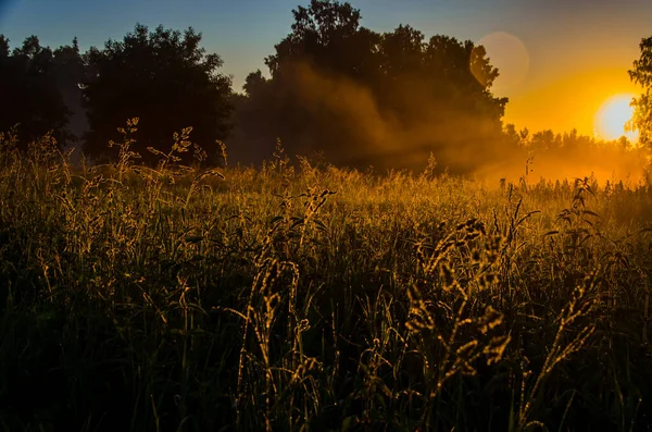 Frühmorgens Morgengrauen Dichter Mystischer Nebel Über Einem Grünen Wald Saftiges — Stockfoto
