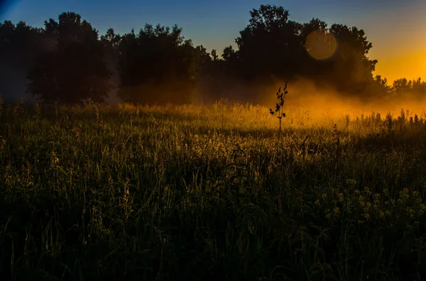 Tidigt Morgonen Gryningen Tjock Mystisk Dimma Över Grön Skog Saftigt — Stockfoto