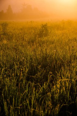 Güneşin ışınları yemyeşil otları delip geçer. Yoğun sabah sisi.