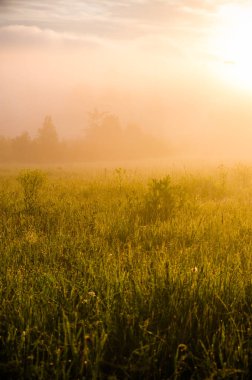 Güneşin ışınları yemyeşil otları delip geçer. Yoğun sabah sisi.