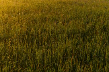 Güneşin ışınları yemyeşil otları delip geçer. Yoğun sabah sisi.