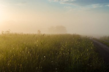 Sabah erkenden. Orman sisin içinde saklanıyor. orman yolu.