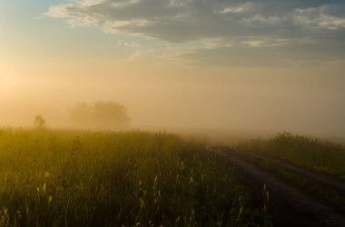 Sabah erkenden. Orman sisin içinde saklanıyor. orman yolu.
