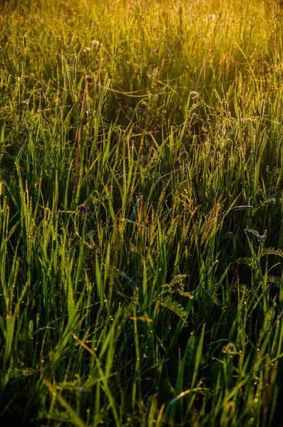 Solens Strålar Bryter Igenom Det Frodiga Gräset Tjock Morgondimma — Stockfoto