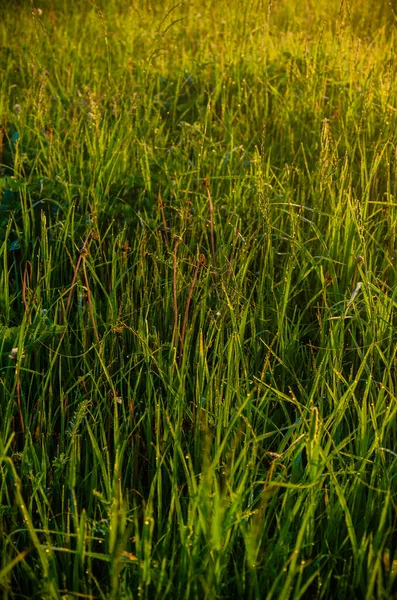 阳光穿过茂密的草地 晨雾浓密 — 图库照片