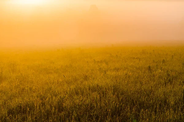 Raios Sol Rompem Grama Exuberante Nevoeiro Manhã Grosso — Fotografia de Stock