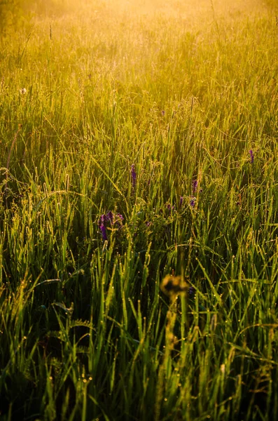 Die Sonnenstrahlen Brechen Durch Das Saftige Gras Dichter Morgennebel — Stockfoto