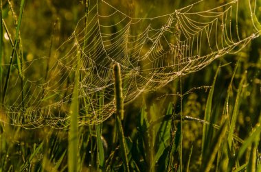 Sabah sisinde örümcek ağları. Sulu yeşiller