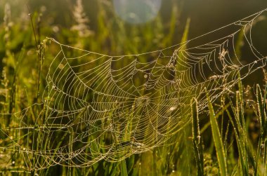 Sabah sisinde örümcek ağları. Sulu yeşiller
