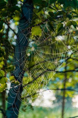 Sabah sisinde örümcek ağları. Sulu yeşiller