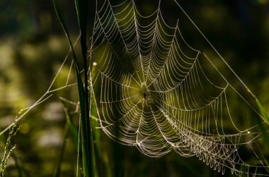 Sabah sisinde örümcek ağları. Sulu yeşiller