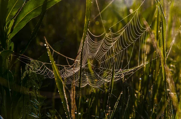 Toiles Araignée Dans Brume Matinale Verts Juteux — Photo