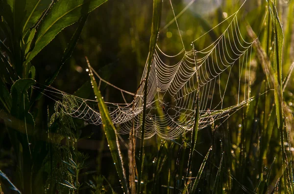 Toiles Araignée Dans Brume Matinale Verts Juteux — Photo