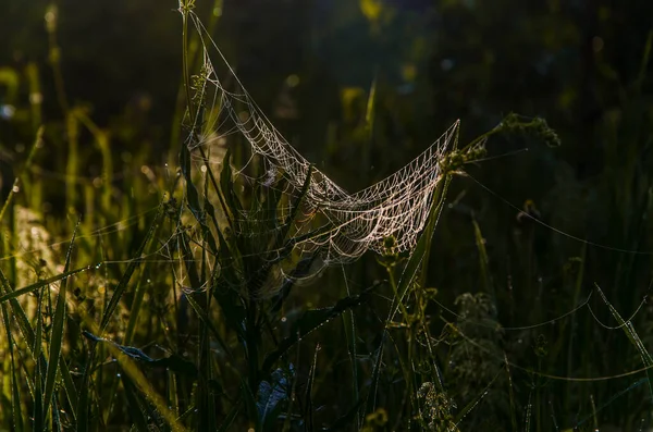 Spinnweben Morgennebel Saftiges Grünzeug — Stockfoto