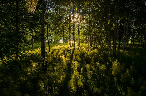 Břízy Hustých Houštinách Kapradin — Stock fotografie