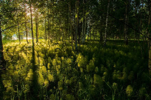 Břízy Hustých Houštinách Kapradin — Stock fotografie