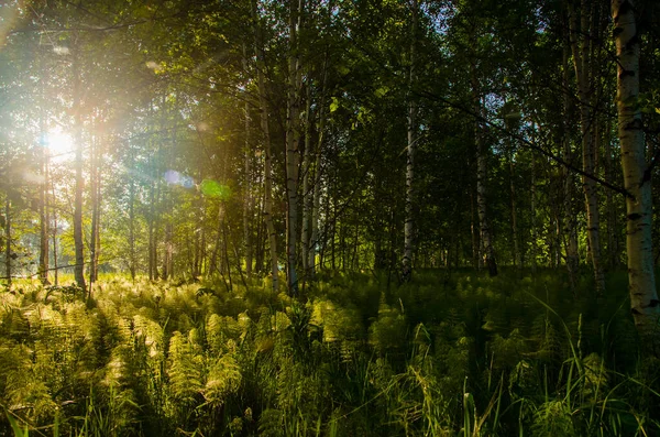 Břízy Hustých Houštinách Kapradin — Stock fotografie