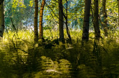 Eğreltiotunun sık çalılıklarında huş ağaçları