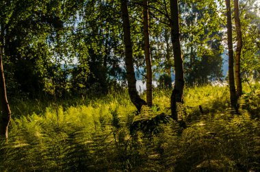 Eğreltiotunun sık çalılıklarında huş ağaçları