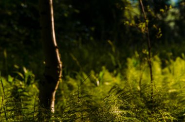 Eğreltiotunun sık çalılıklarında huş ağaçları