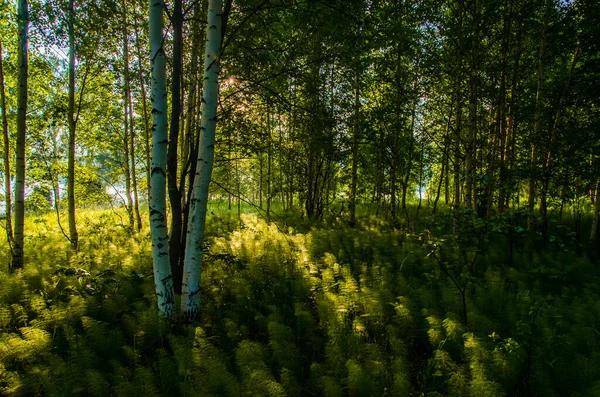 Břízy Hustých Houštinách Kapradin — Stock fotografie