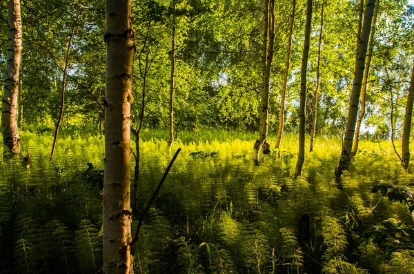 Brzozy Gęstych Zaroślach Paproci — Zdjęcie stockowe