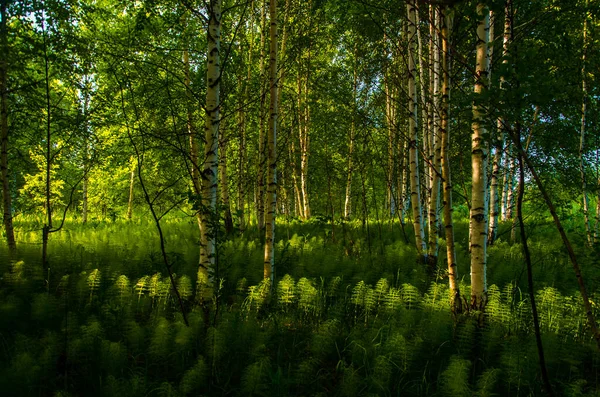 シダの密な茂みの白樺の木 — ストック写真