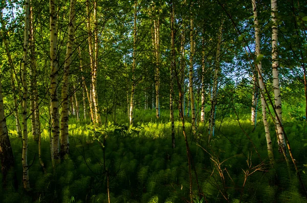 Břízy Hustých Houštinách Kapradin — Stock fotografie